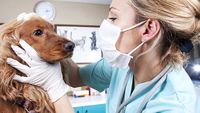 Tierarzt in Dreieich - Dr. Holger Linden | Tierärztliche Kleintierpraxis